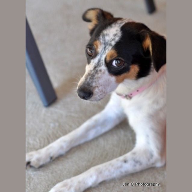 Photo of Daisy **The Most Gentle Placid Little Soul**