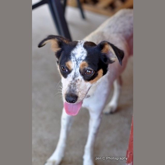 Photo of Daisy **The Most Gentle Placid Little Soul**