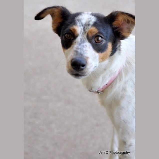 Photo of Daisy **The Most Gentle Placid Little Soul**