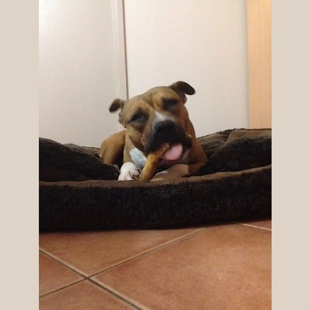 Photo of Tristan **The Most Well Mannered Boy We've Had**