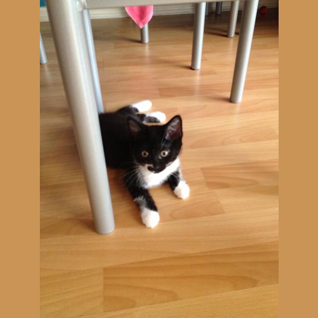 Photo of "Felix"  Purrfect Match