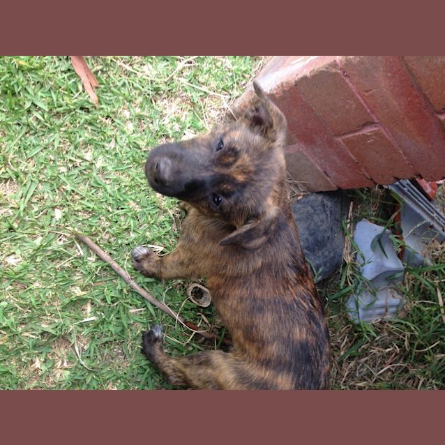 Photo of Puppy Tiger (On Trial 9/1/14)