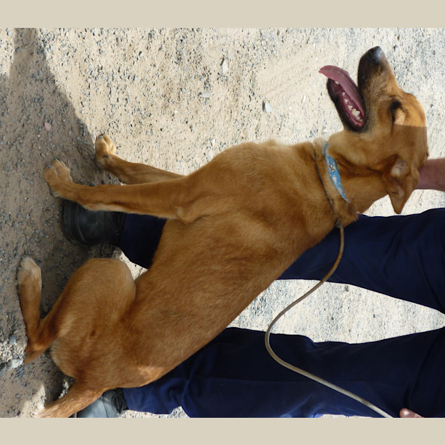 Photo of Cleopatra (D936)