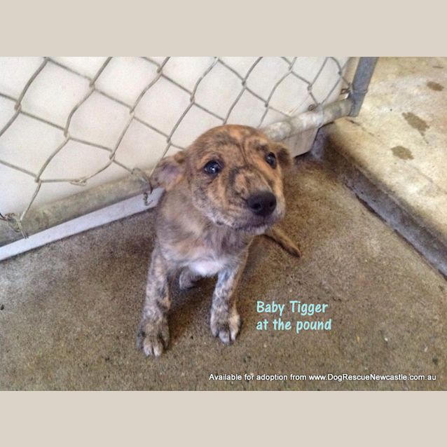 Photo of Puppy Tigger (On Trial 6/1/14)
