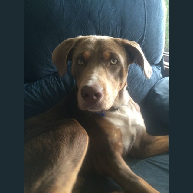 Photo of Sarge (On Trial 29/12/13)