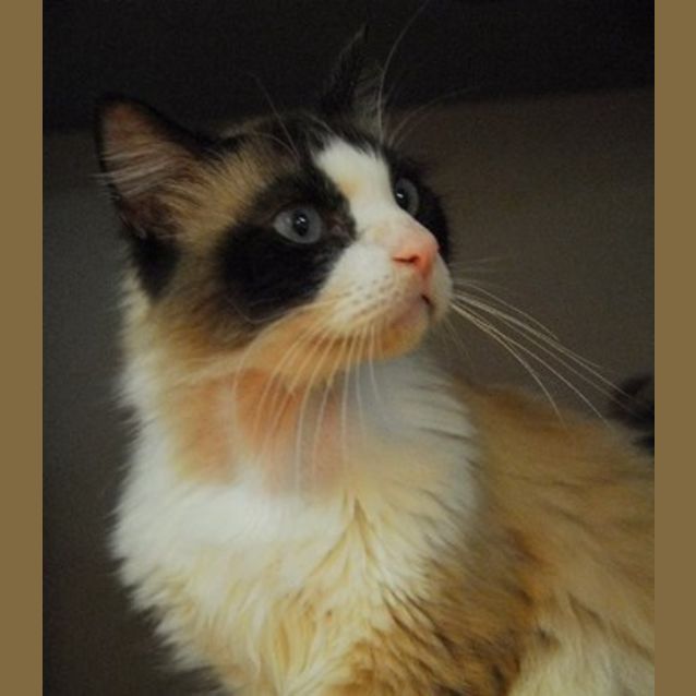 Photo of Kahlua