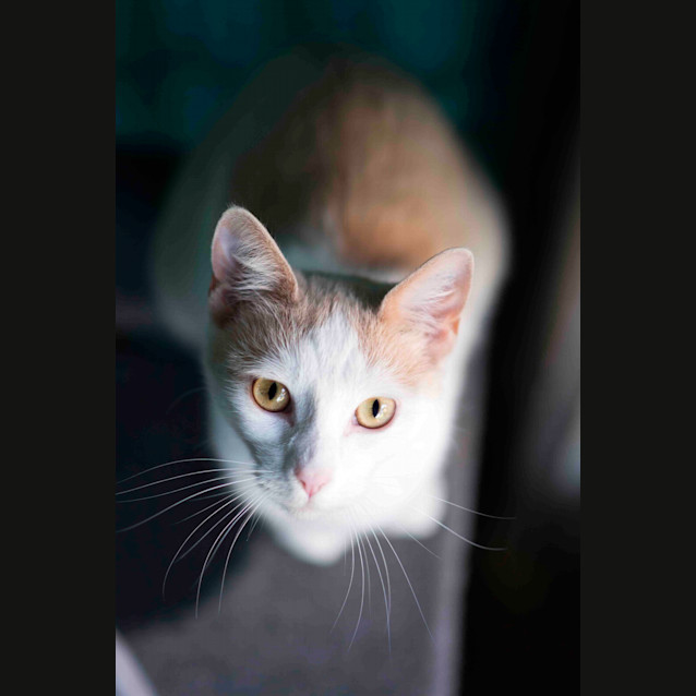 Photo of Princess