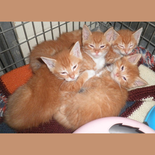 Photo of Bam Bam
