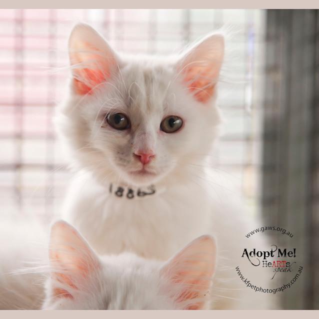 Photo of Edith Id 18865