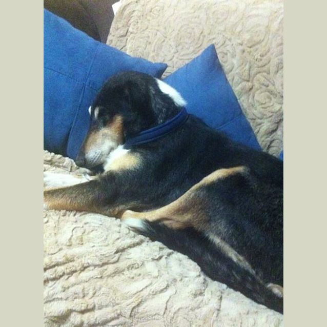 Photo of Millie ****On Hold****