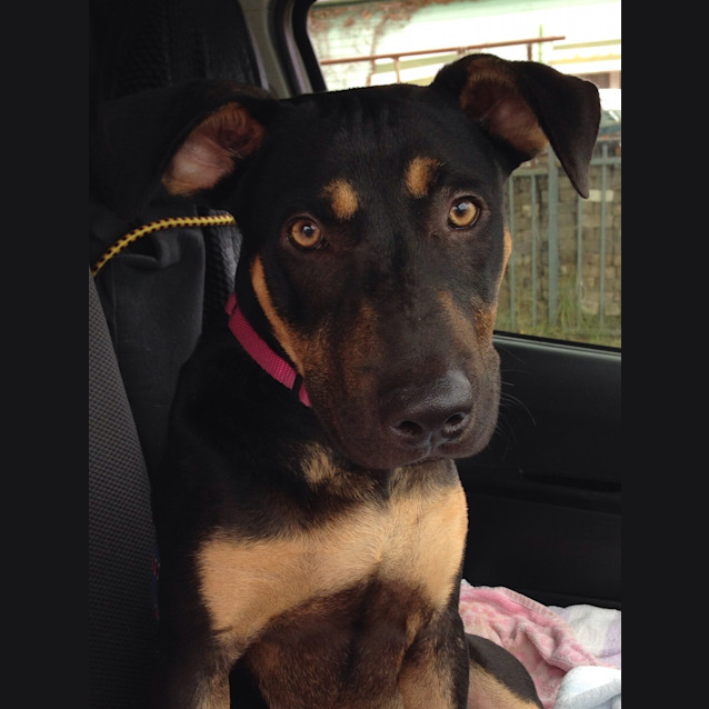 Photo of Junior **Such A Dog Friendly Smart Boy**