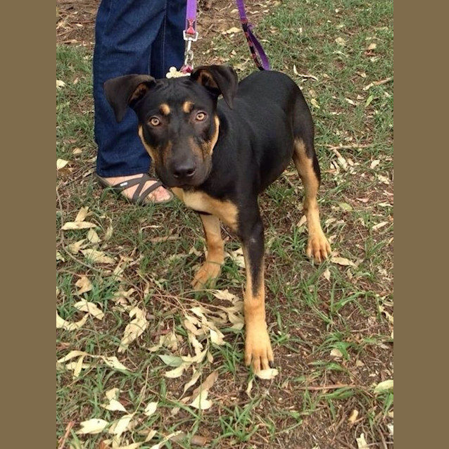 Photo of Junior **Such A Dog Friendly Smart Boy**