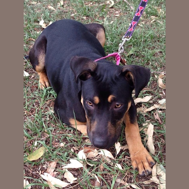 Photo of Junior **Such A Dog Friendly Smart Boy**