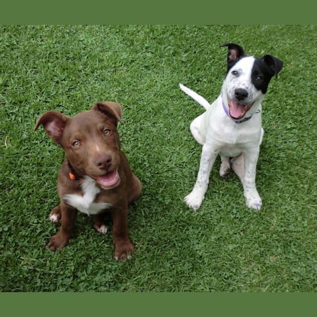 Photo of Brandy *On Trial In Her New Home*