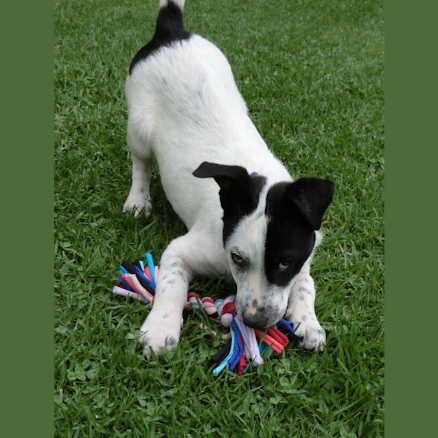 Photo of Josie *On Trial In Her New Home*