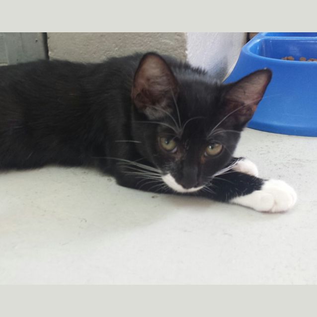 Photo of Licorice