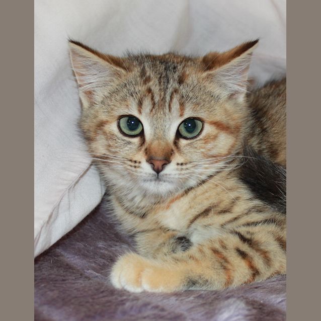 Photo of Petal