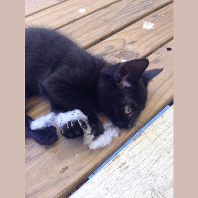 Photo of Tinsel