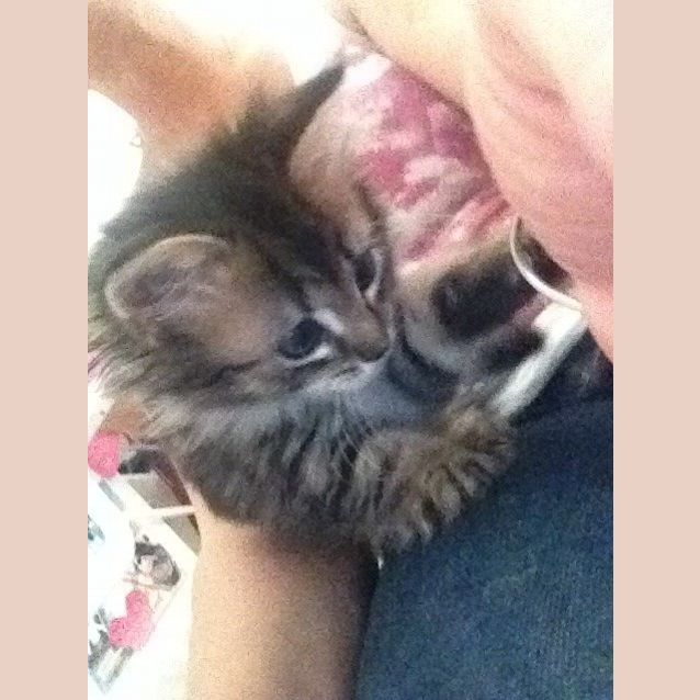 Photo of Princess **Applications Pending** 