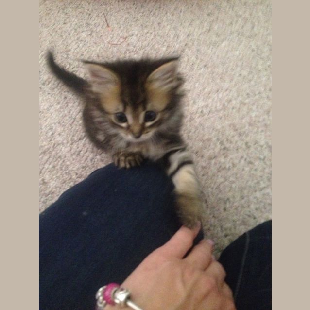 Photo of Princess **Applications Pending** 