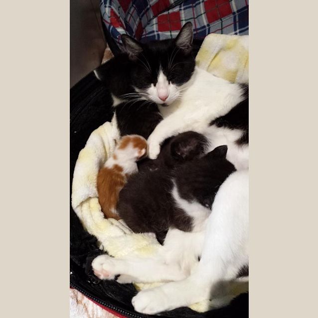 Photo of Curly (Located In Bulleen)   