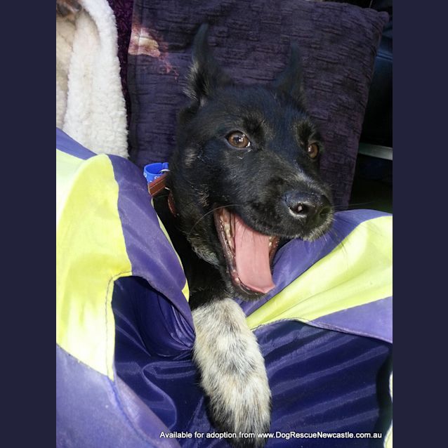 Photo of Puppy Toby (On Trial 30/1/14)
