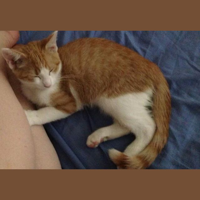 Photo of Walt Disney