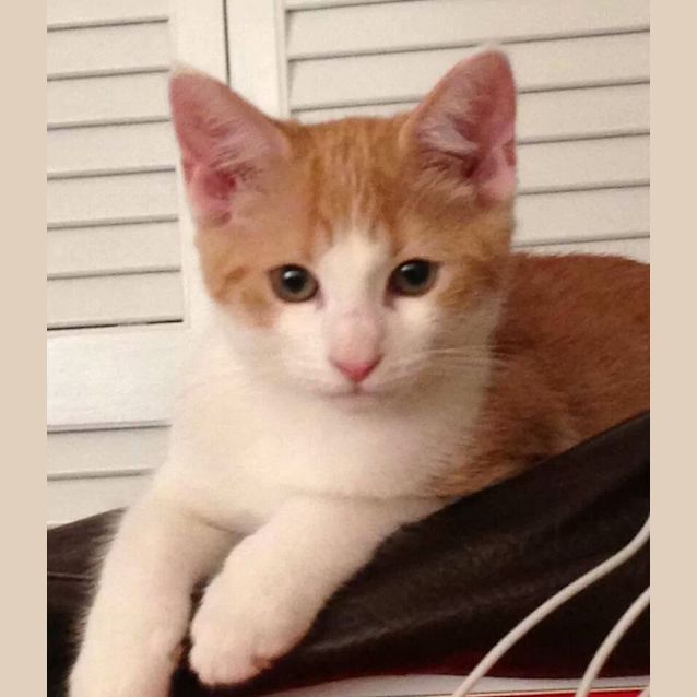 Photo of Walt Disney