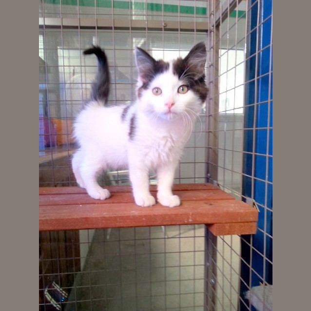 Photo of Tinsel