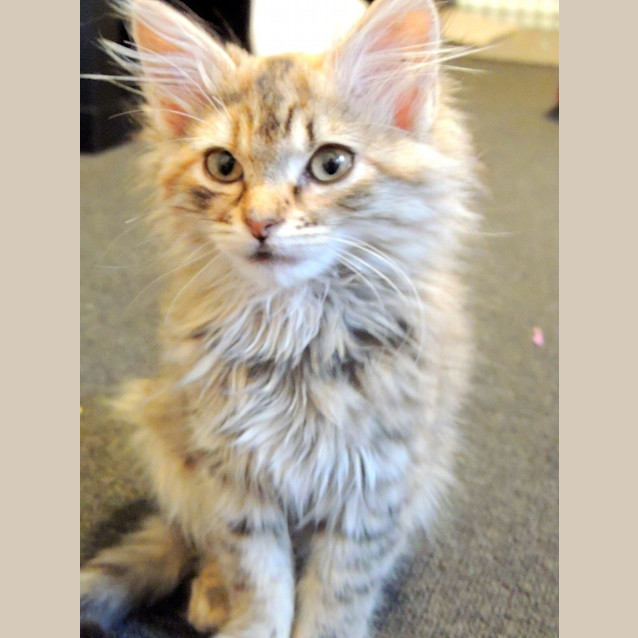Photo of Willow