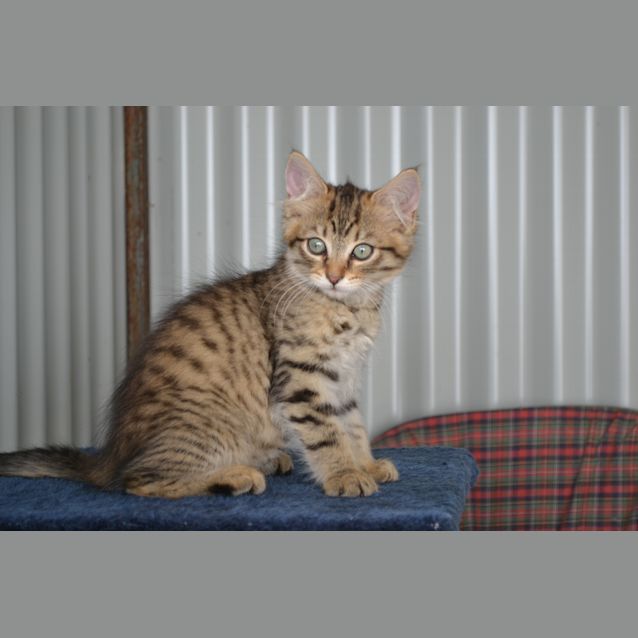 Photo of Jinx