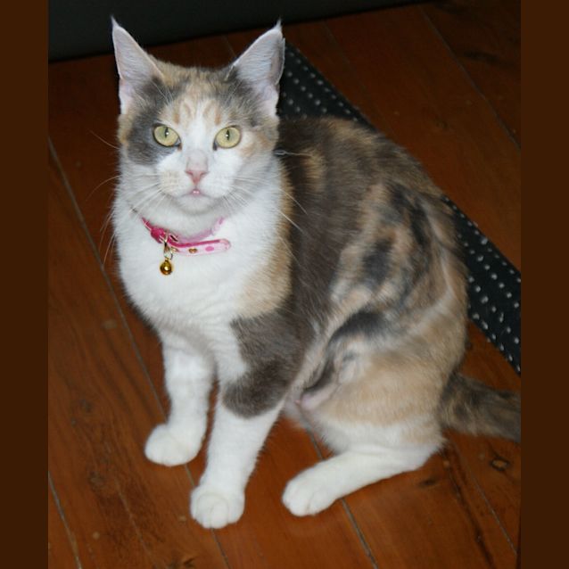 Photo of Mum Cat