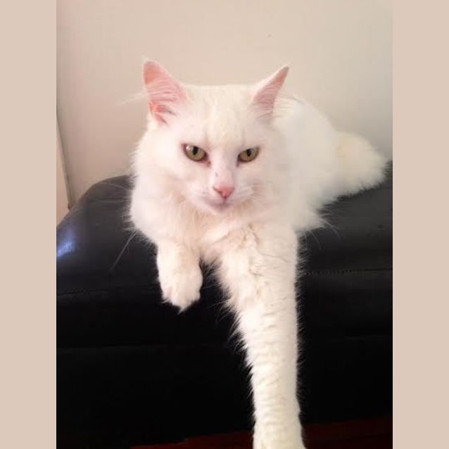 Photo of Pearl 