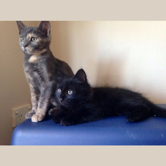 Photo of Kittens