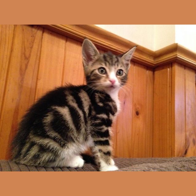 Photo of Rosie 