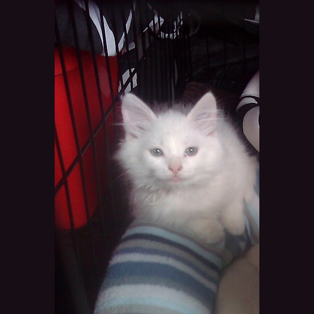 Photo of Jax