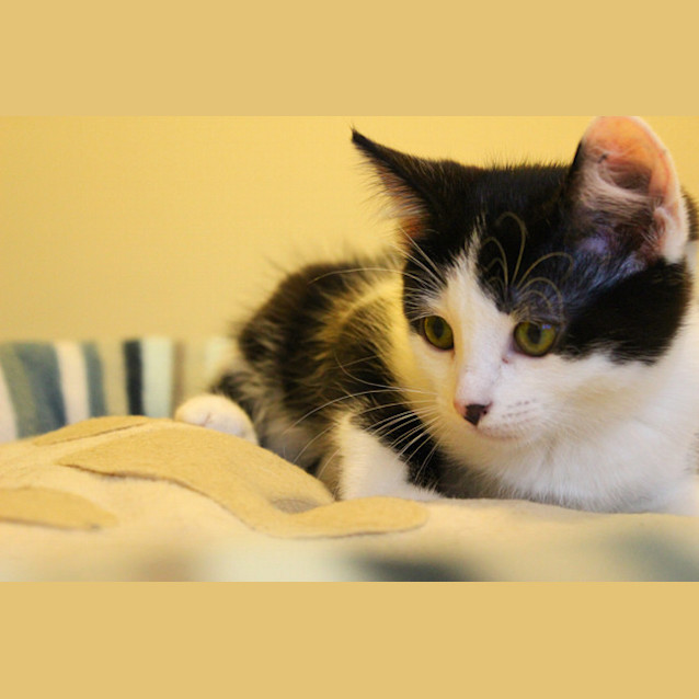Photo of Tux
