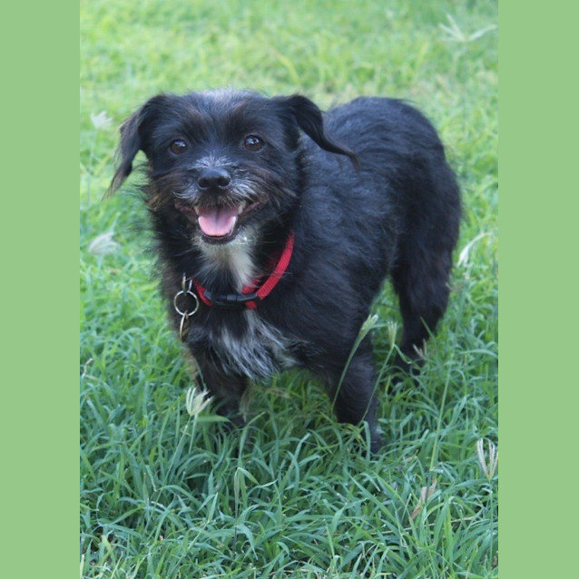 Photo of Molly (D2585)