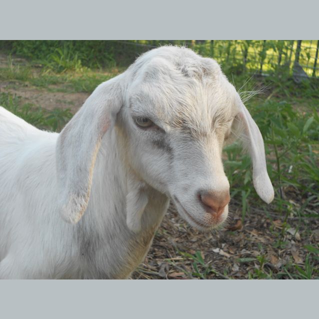 Photo of Nygel & Penny "Pets Only"