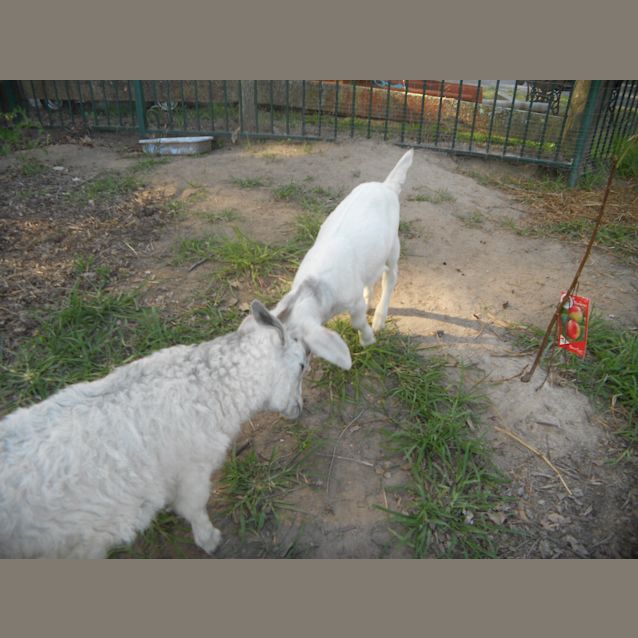 Photo of Nygel & Penny "Pets Only"