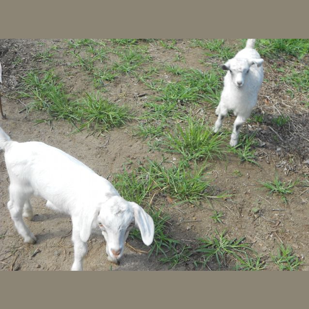 Photo of Nygel & Penny "Pets Only"