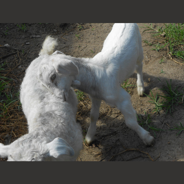 Photo of Nygel & Penny "Pets Only"