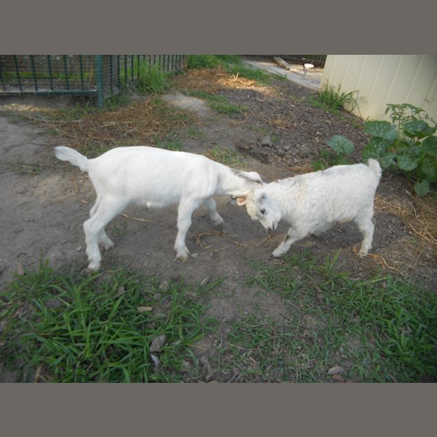 Photo of Penny & Nygel "Pets Only"