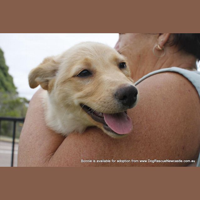 Photo of Puppy Bonnie (On Hold Pending Yard Ck 3/1/14)