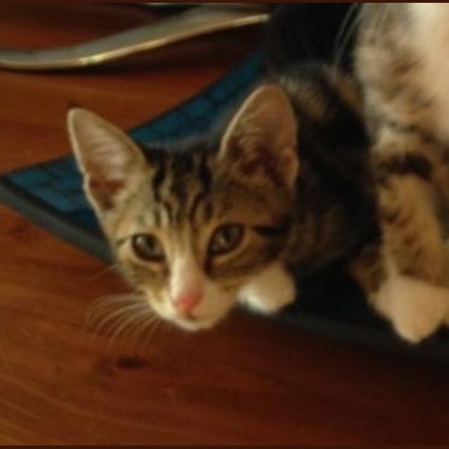 Photo of Toby