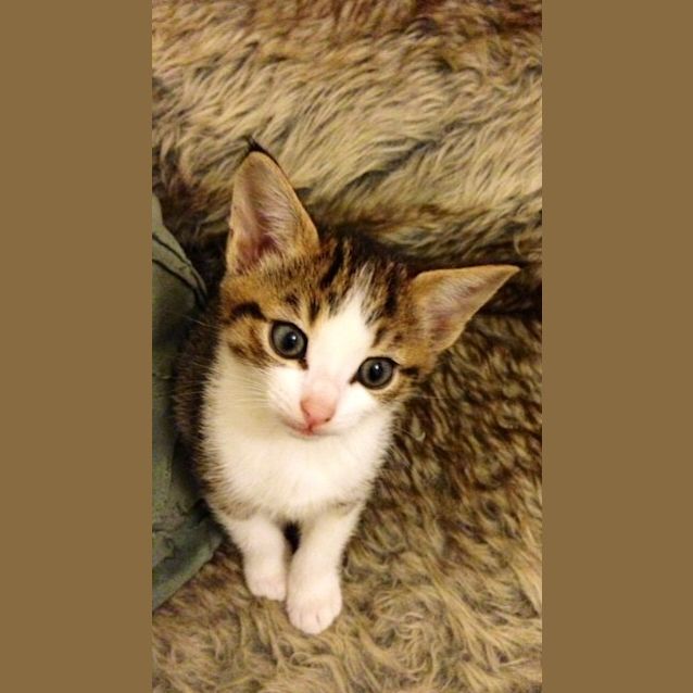 Photo of Frankie