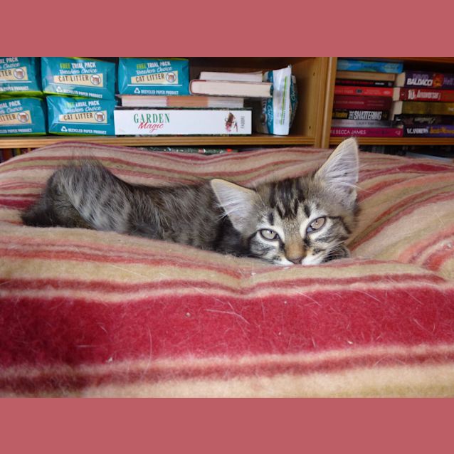 Photo of Trinny ** Adoption Pending**