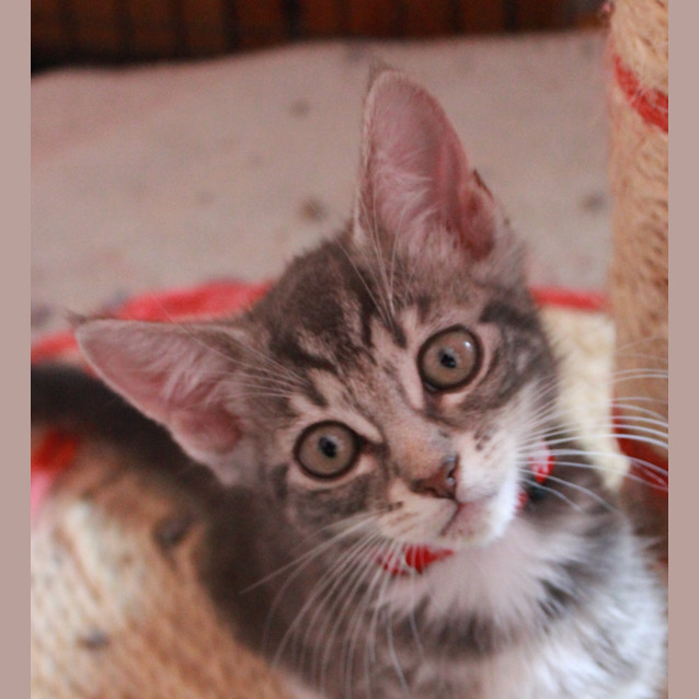 Photo of Mason