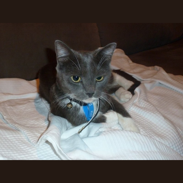 Photo of Misty 