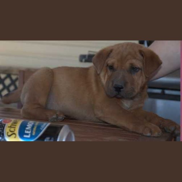 Photo of Wilbur